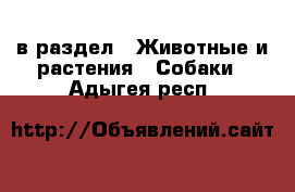  в раздел : Животные и растения » Собаки . Адыгея респ.